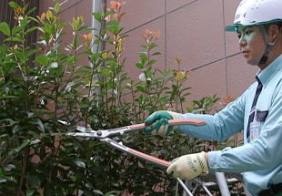 庭木の剪定の様子