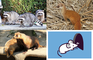 ハト飛来防止ネット設置の様子